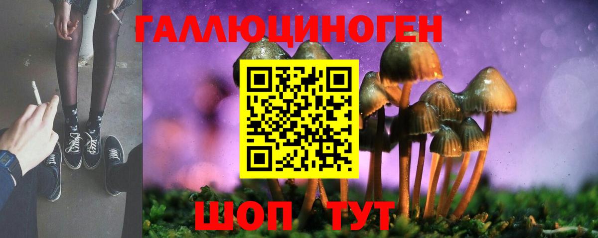 Галлюциногенные грибы Psilocybe  Вход с VPN  Осинники 